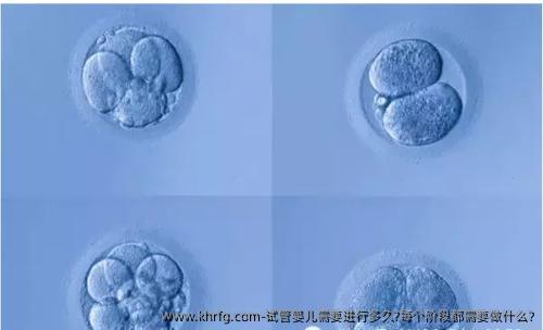 试管婴儿需要进行多久?每个阶段都需要做什么?