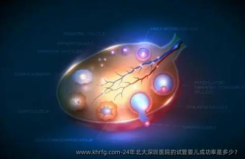 24年北大深圳医院的试管婴儿成功率是多少？