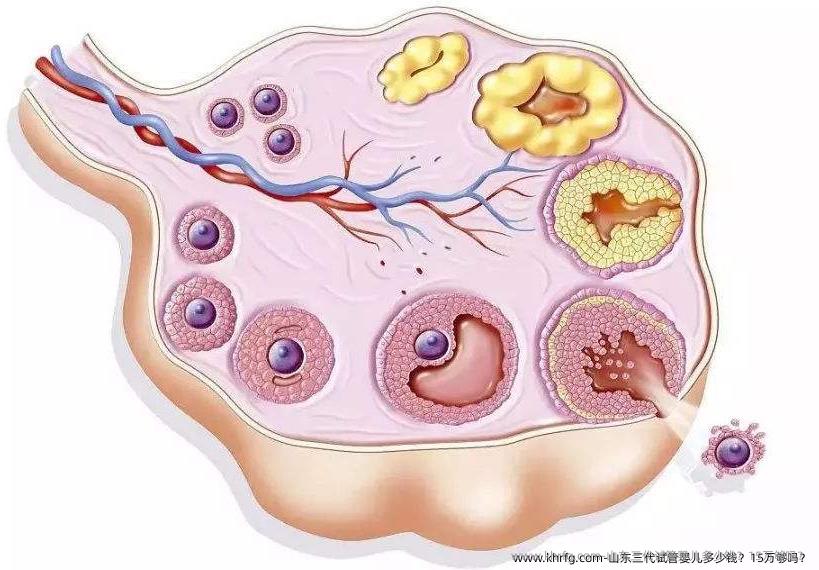 山东三代试管婴儿多少钱？15万够吗？