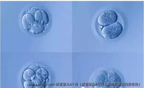 试管婴儿6个月（试管婴儿6个月心脏畸形医院有责任吗）