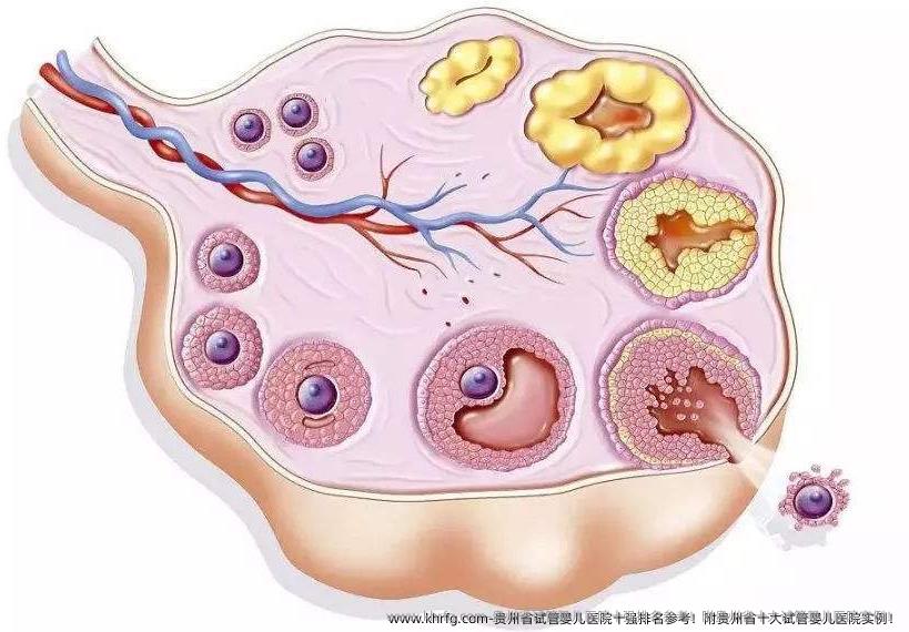 贵州省试管婴儿医院十强排名参考！附贵州省十大试管婴儿医院实例！