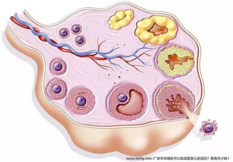 广安市有哪些可以做试管婴儿的医院？费用多少钱？