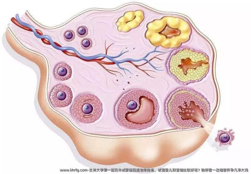 兰州大学第一医院市试管医院成功率排名，试管婴儿那里做比较好呢？输卵管一边堵塞怀孕几率大吗